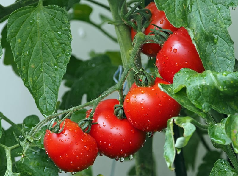 Fresh tomatoes